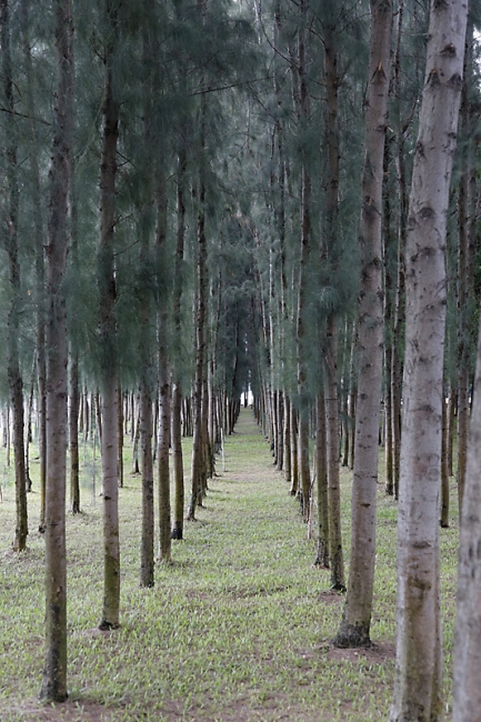Wat Dhammakaya-MAI14-015